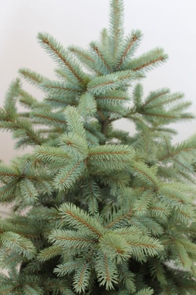 Саженец MegaPlant Ель голубая 60-80 см С25