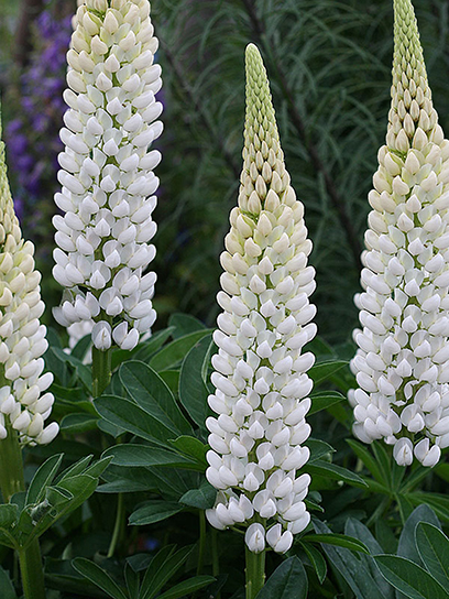 Кореневище Heemskerk Vasteplanten B.V. люпину Ноубл Мейден 1 шт.