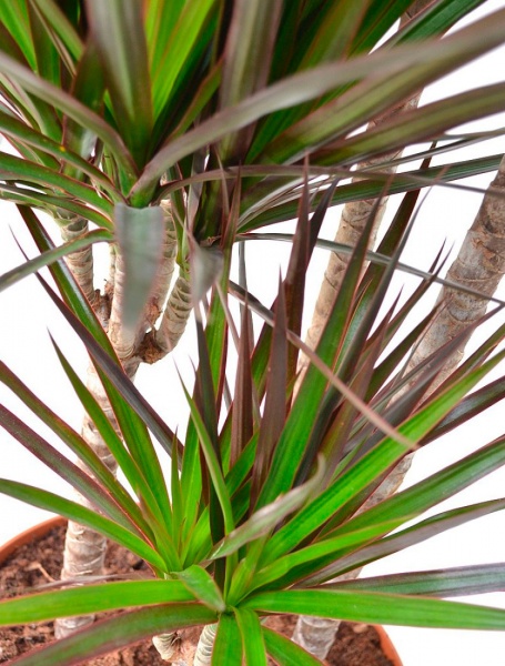 Рослина Драцена Маджента 4 стовбура 27х140 см 