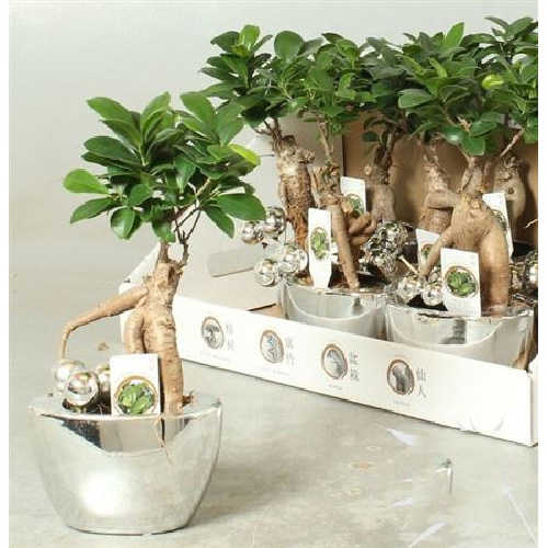 Рослина Фікус мікрокарпа 14х35 Ginseng у керамічному кашпо