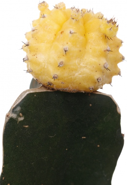 Растение Гимнокальциум микс 5/20