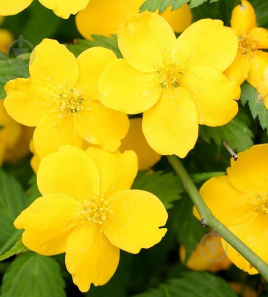 Растение Керрия японская Голден Гвинеа/Kerria japonica 'Golden Guinea' С1/Н 30-50