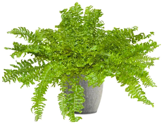 Растение Многорядник щетинковый 'Plumoso-densum' С3