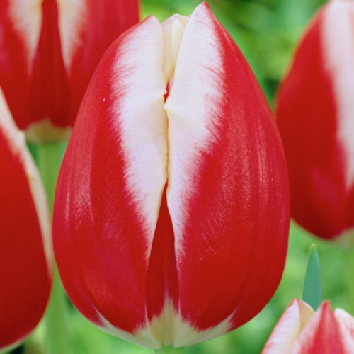 Луковица Тюльпан Триумф Leen van der Mark 3 шт. 