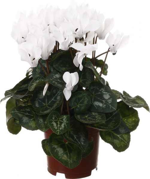 Растение комнатное Цикламен микс d10/h20