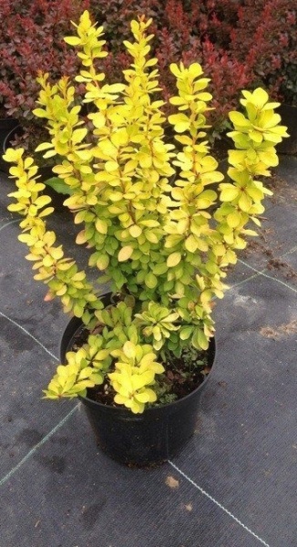 Растение Барбарис Тунберга Golden Torch (V21-S23 40+ C5)