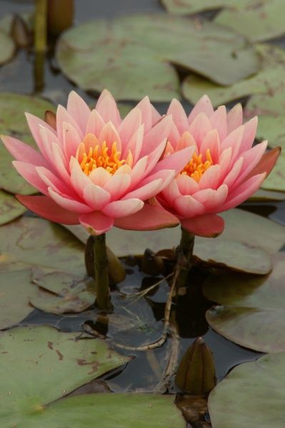 Растение Нимфея Aurora