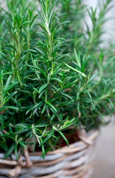 Рослина Розмарин 9х20 см