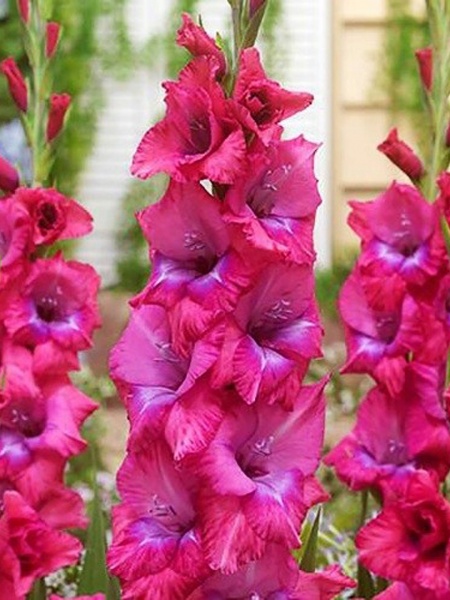 Клубнелуковица гладиолуса Люмире 3 шт. 