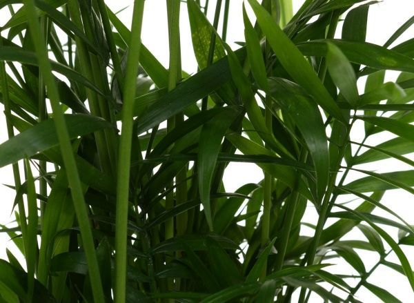 Растение Хамидорея 17х60 см