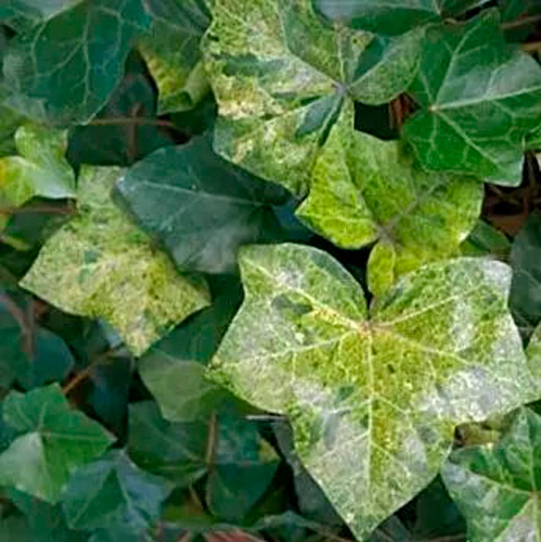 Растение Плющ обыкновенный Профессор Сенета/ Hedera helix Profesor Seneta C5