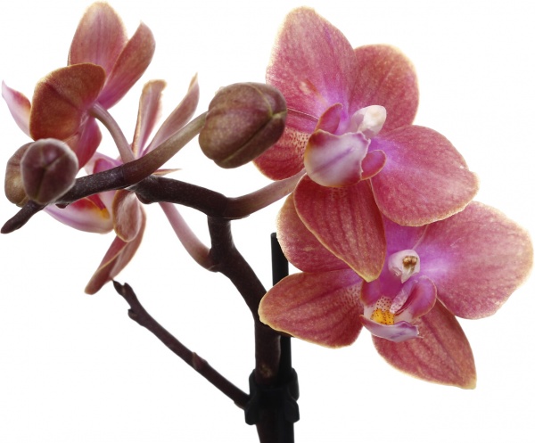 Растение комнатное Фаленопсис мини микс 6х20 см 1 ствол