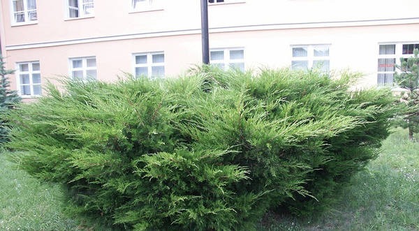 Растение Можжевельник средний Mint Julep (V21-F23 d50-60 WRB)