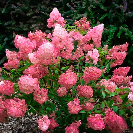 Растение Гортензия метельчатая Сандей Фрейз С2-3