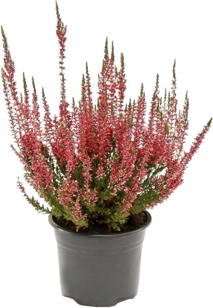 Рослина Верес каллуна темно-рожева d12/h25