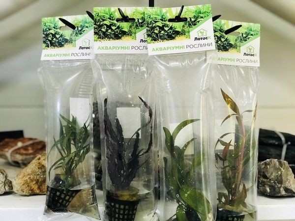 Рослина акваріумна Лотос К Мікросорум (Microsorum crisped leaves)