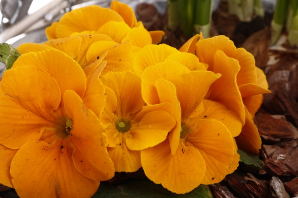 Растение комнатное Корзина 1 Нарц+Примула овал р/р