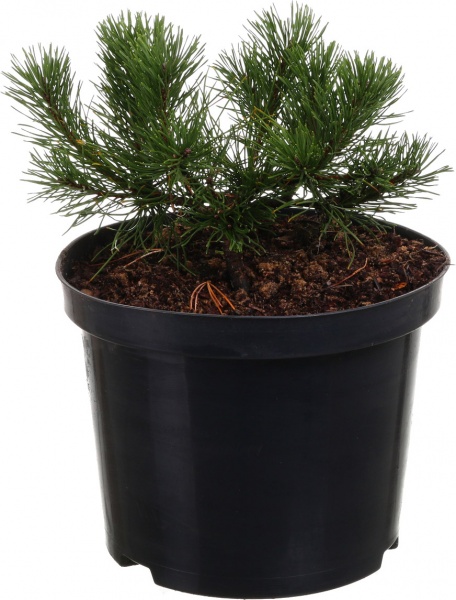 Растение сосна черная nigra С3