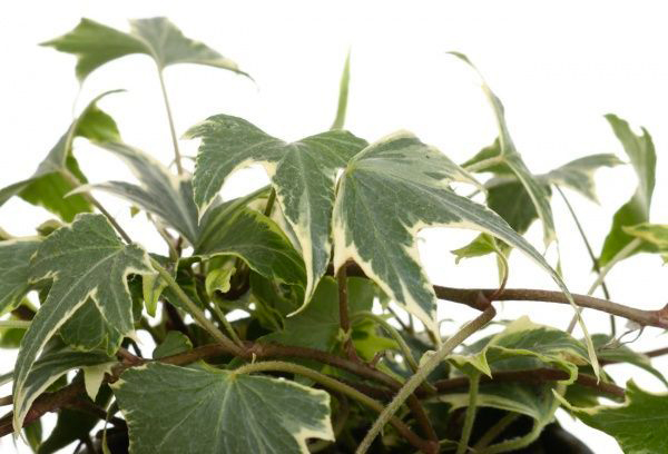 Рослина кімнатна Хедера 9x5 мікс