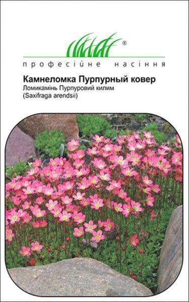 Семена Професійне насіння цветочная смесь Камнеломка Пурпурный ковер 0,1 г (4823058203393)