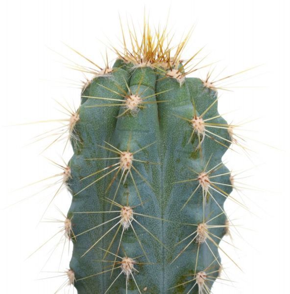 Рослина Кактус мікс в ексклюзивній обгортці 5х8 см