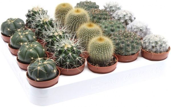 Растение Кактус mix d8 h10