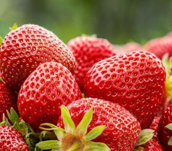 Саженец Земляника садовая фриго сорт Соната класс А