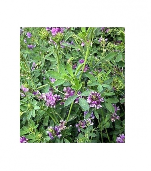 Семена Професійне насіння люцерна 1000 г (4820176697271)