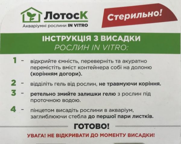 Рослина акваріумна Лотос К мох Яванський (Taxiphyllum barbieri in vitro)