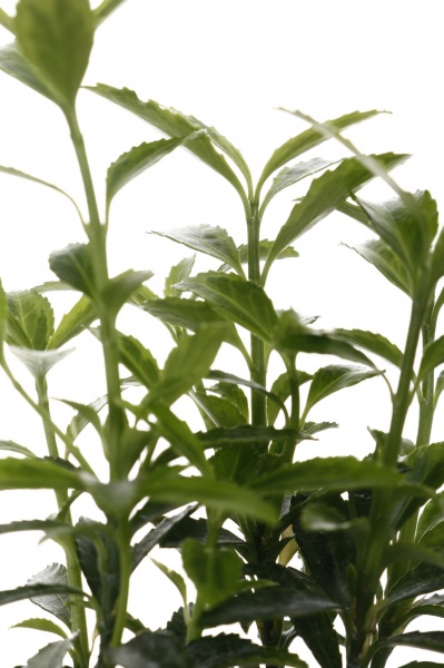 Рослина кімнатна Плантмікс 09//20