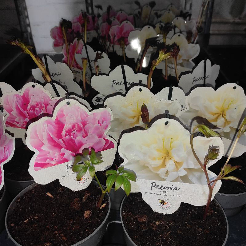 Растение Пион 13x35 микс (саженцы)