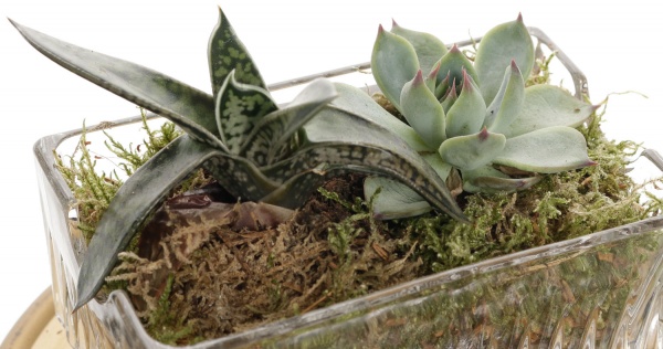 Растение Сукулент декор d6