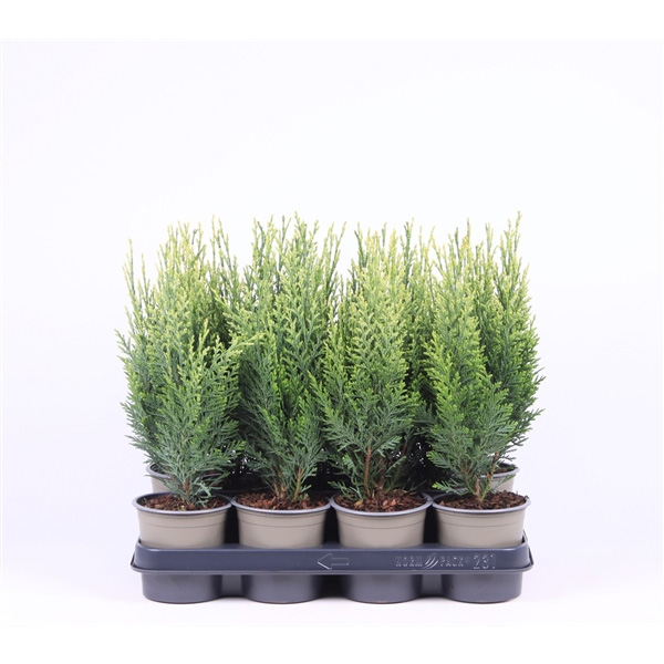 Растение Кипарисовик 11х25-30 Laws White Spot