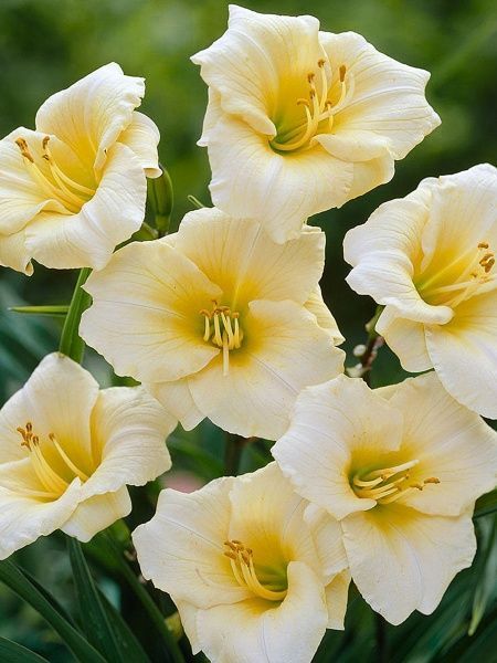 Корневище лилейника Лонгфилдс Перл 1 шт. 