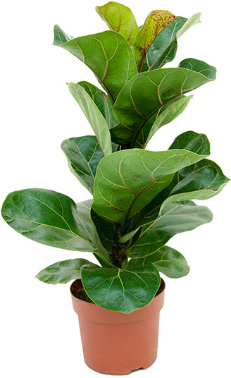 Растение Фикус Лирата Бамбино 12/40