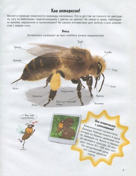 Книга «Книга Бджоли.Про що говорять тварини.»