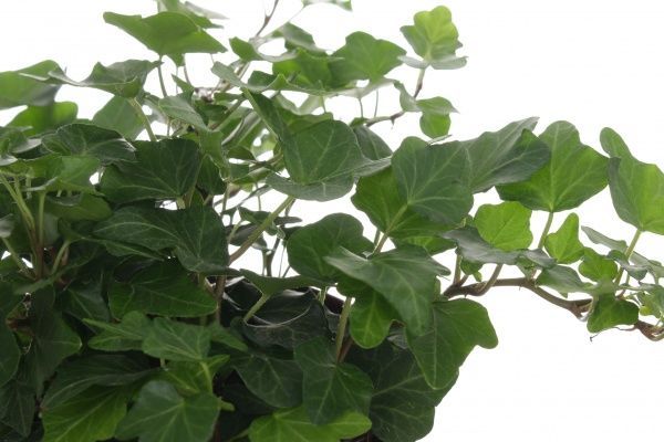 Растение Хедера Wonder green 13/40