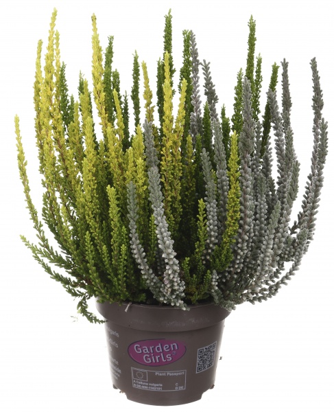 Растение Вереск каллуна 3 цвета в горшке d12/h25