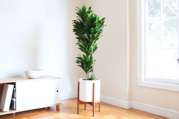 Растение комнатное Драцена 12/25 Dracaena Compacta