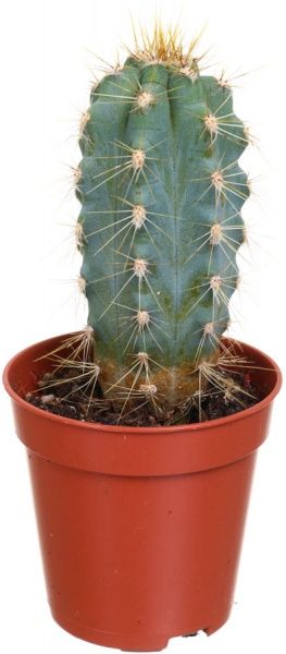 Рослина Кактус мікс в ексклюзивній обгортці 5х8 см