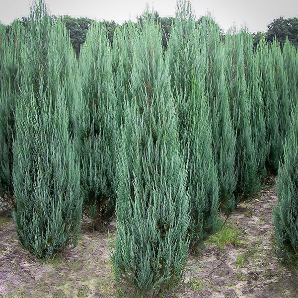 Саджанець MegaPlant Ялівець скельний Blue Arrow С5