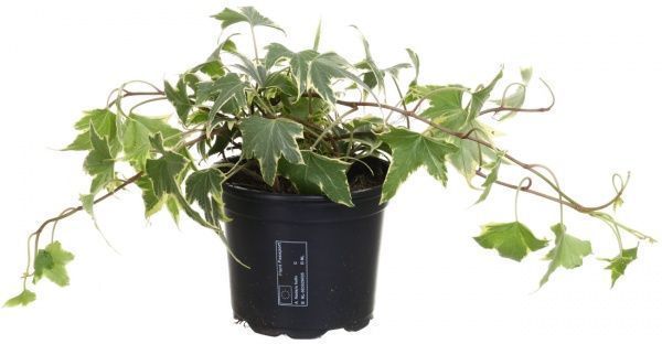 Рослина Хедера мікс 8/20