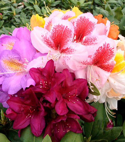 Растение Рододендрон 23х40 микс