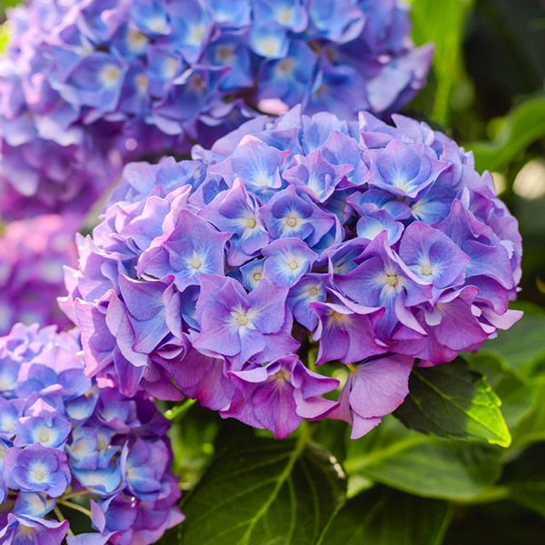 Саженец Гортензия Chameleon