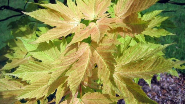 Растение Клен псевдоплатоновый Бриллиантиссимум / Acer pseud. Brilliantissimum С10/Ра120/Н130-140