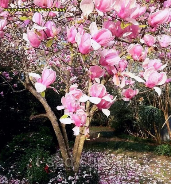 Растение Магнолия фрагант клауд d21/h50