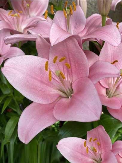 Цибулина VWS EXPORT – IMPORT OF FLOWERBULBS B.V. лілії ЛА Чайковський 1 шт. 