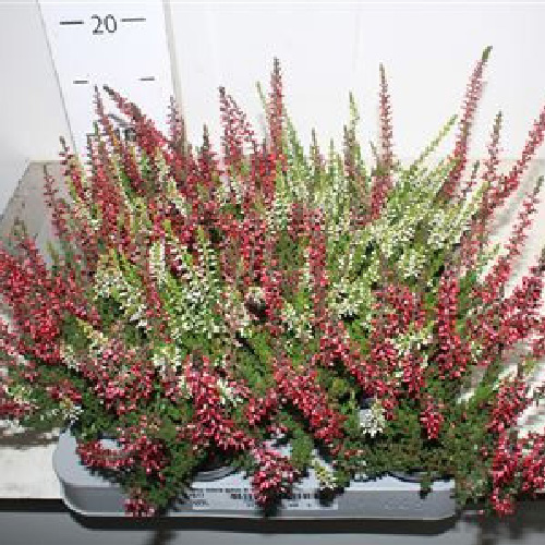 Растение Каллуна 06*10 микс