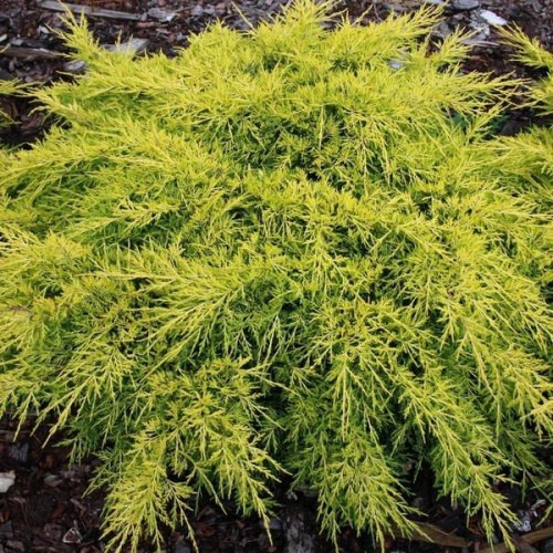 Растение Можжевельник средний King of Spring (V21-S23 40+ C7.5)