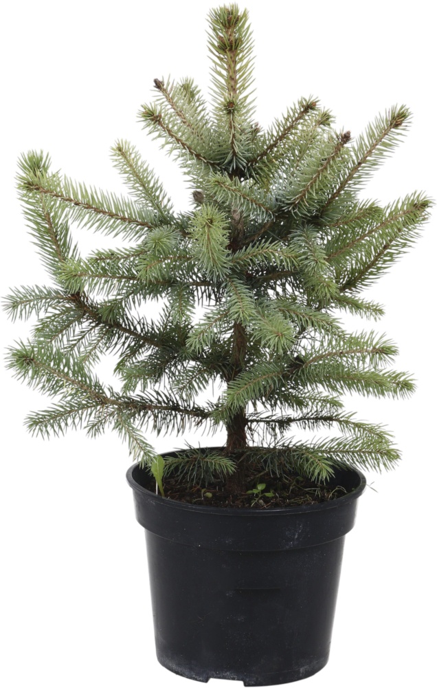 Ель Picea pungens Super Blue (SBS) С3 H20-30 см — фото 1